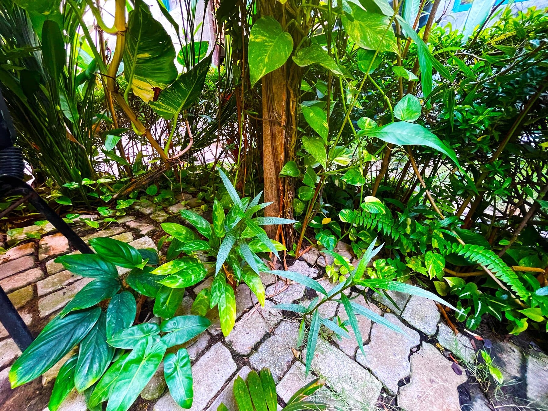 Backyard farm lush growth