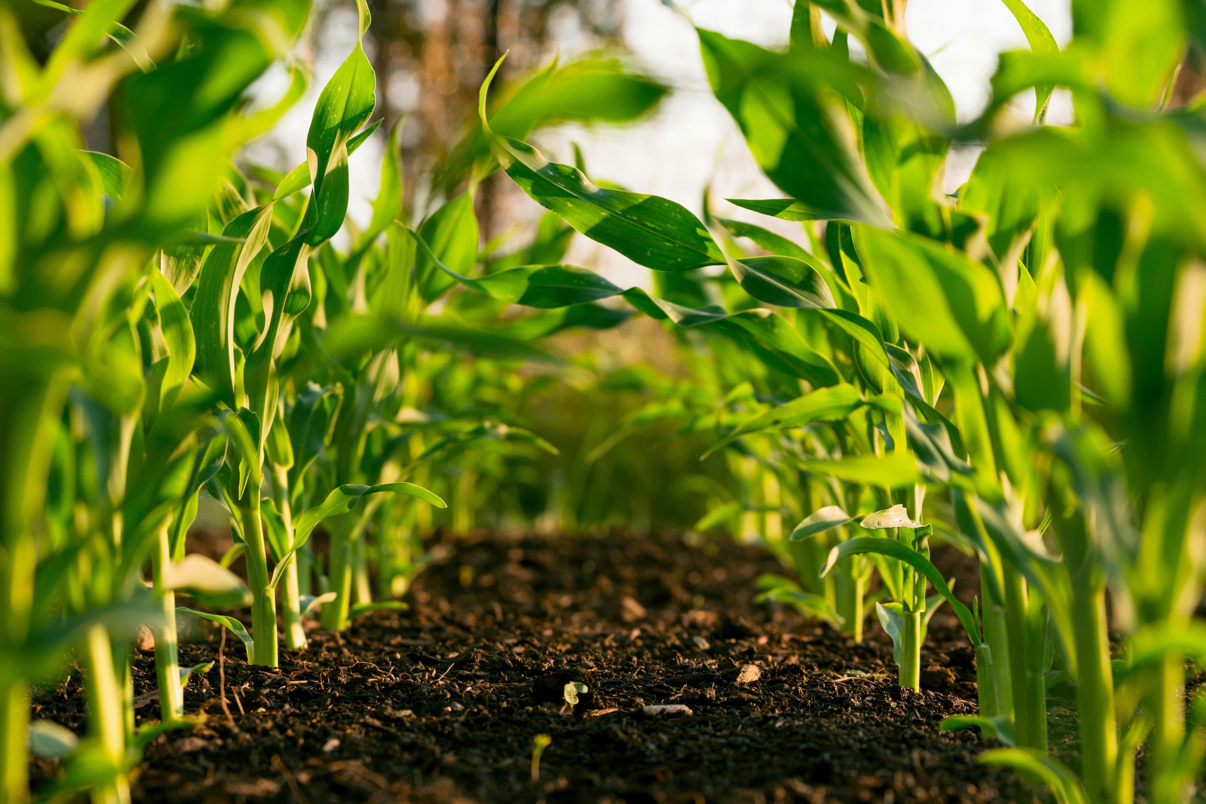 Backyard farm lush growth